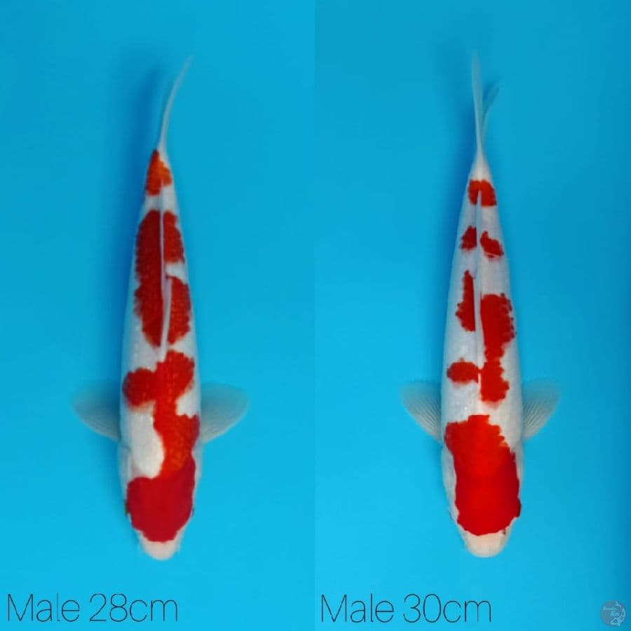 khohaku 28-30cm