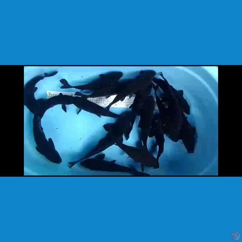 karasugoi paket 17 ekor