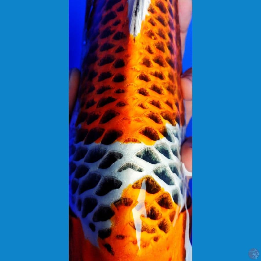 kujaku 38 cm female 
