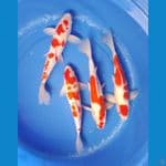 kohaku 33-35 cm