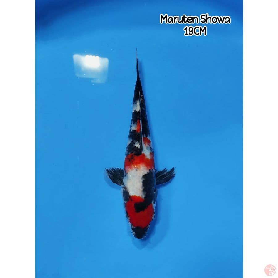 Maruten Showa - Original Patern