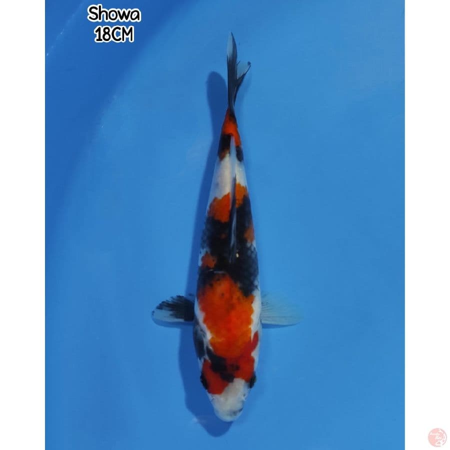 Showa High Quality - Original Patern