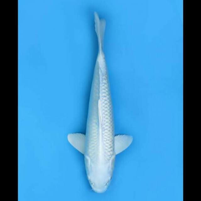 33cm Male - F1 Paltinum Bersih 