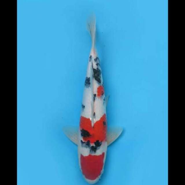 34cm Male - F1 Sanke Good Body 