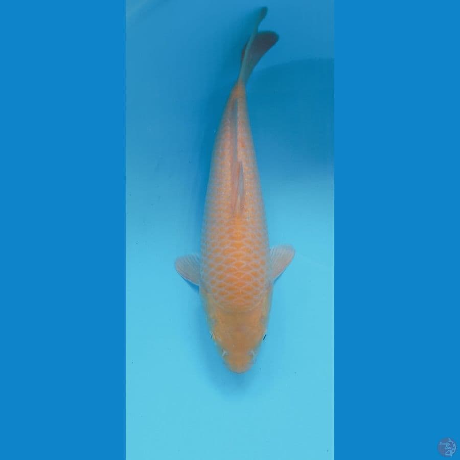KARASI CORN 33CM MALE