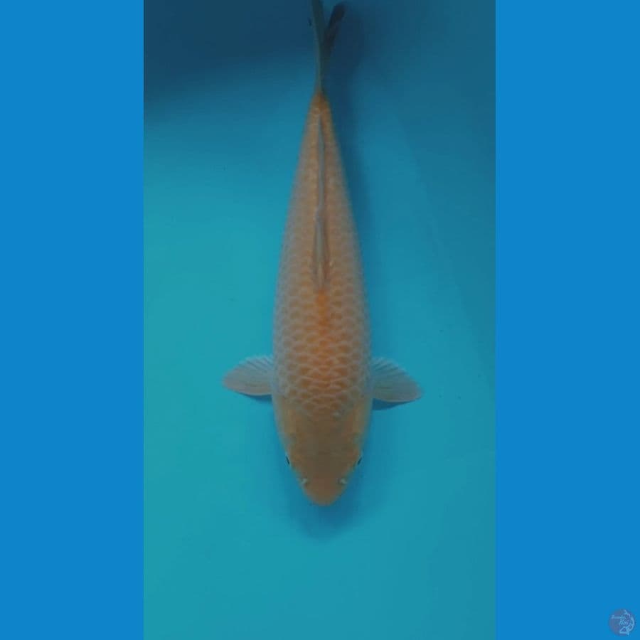 KARASI CORN 31CM MALE