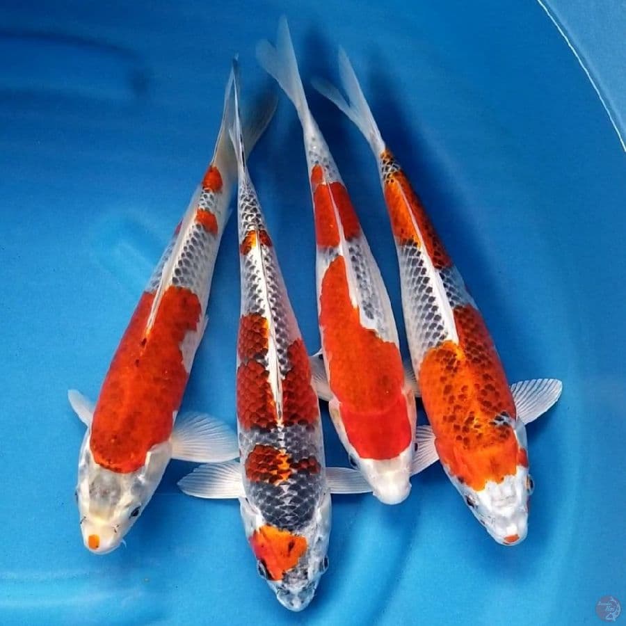 PAKET 31-33 CM