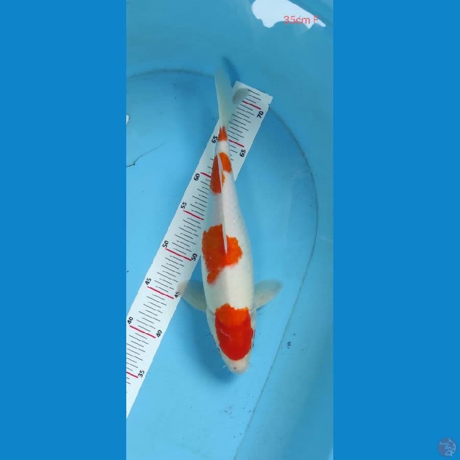 kohaku 35cm 