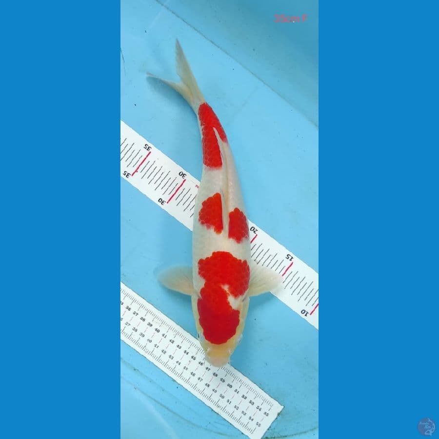 kohaku  35cm
