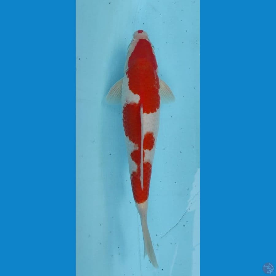 inazoma strong 32cm jantan