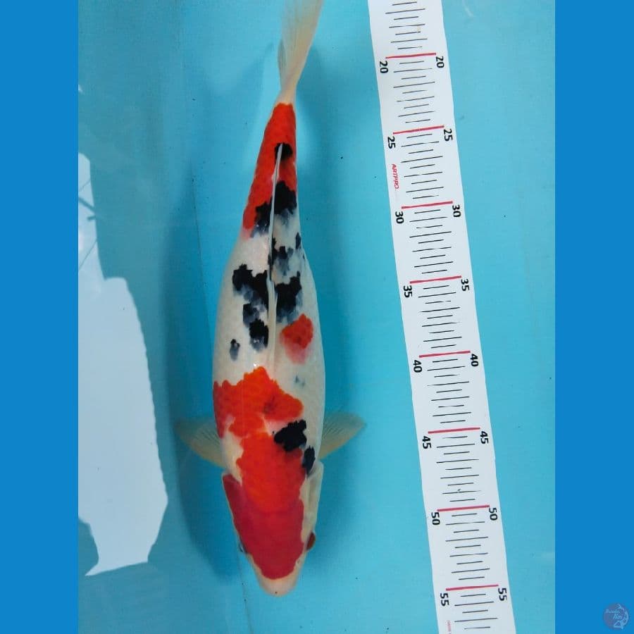 sanky 35cm