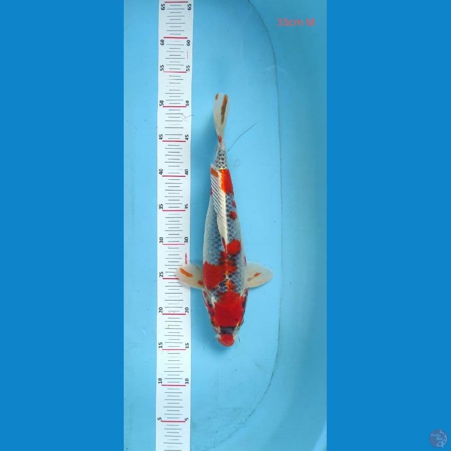 gosiki 35cm jantan