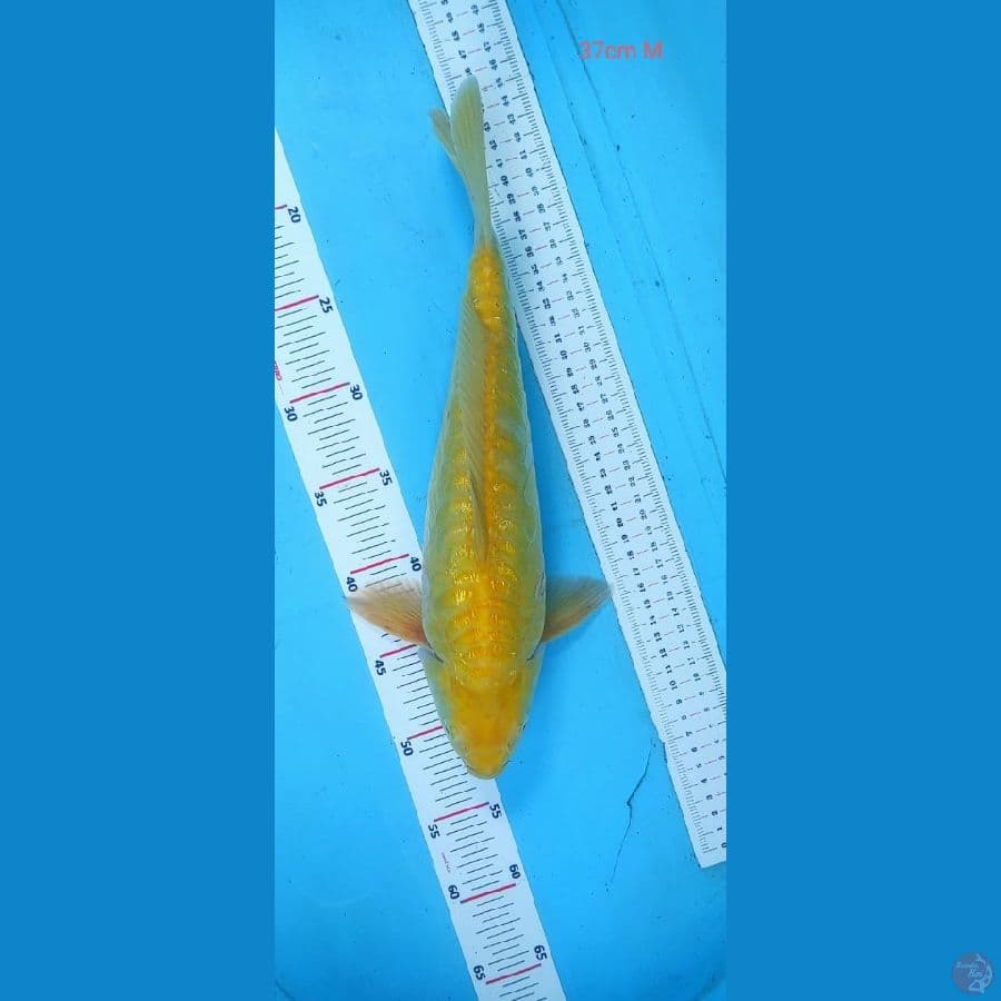 karasi aragoke 37cm