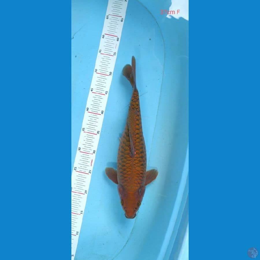 chagoi sidik naga 37cm