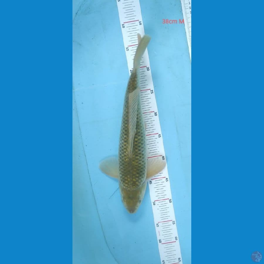 midori 38cm
