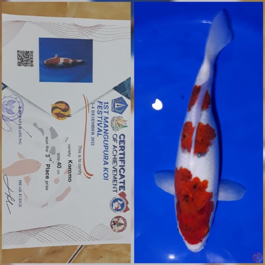 AIGOROMO READY SHOW SELANJUDNYA