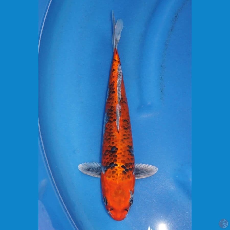 35cm , Beniginga Male