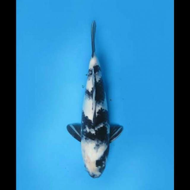 40cm Female - Magmum Shiro Utsuri