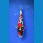 showa ±28cm jantan