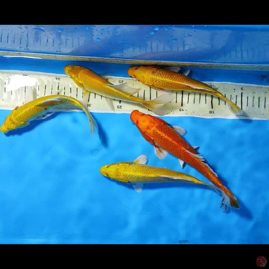 PAKET 5EKOR OGON 20CM-24CM