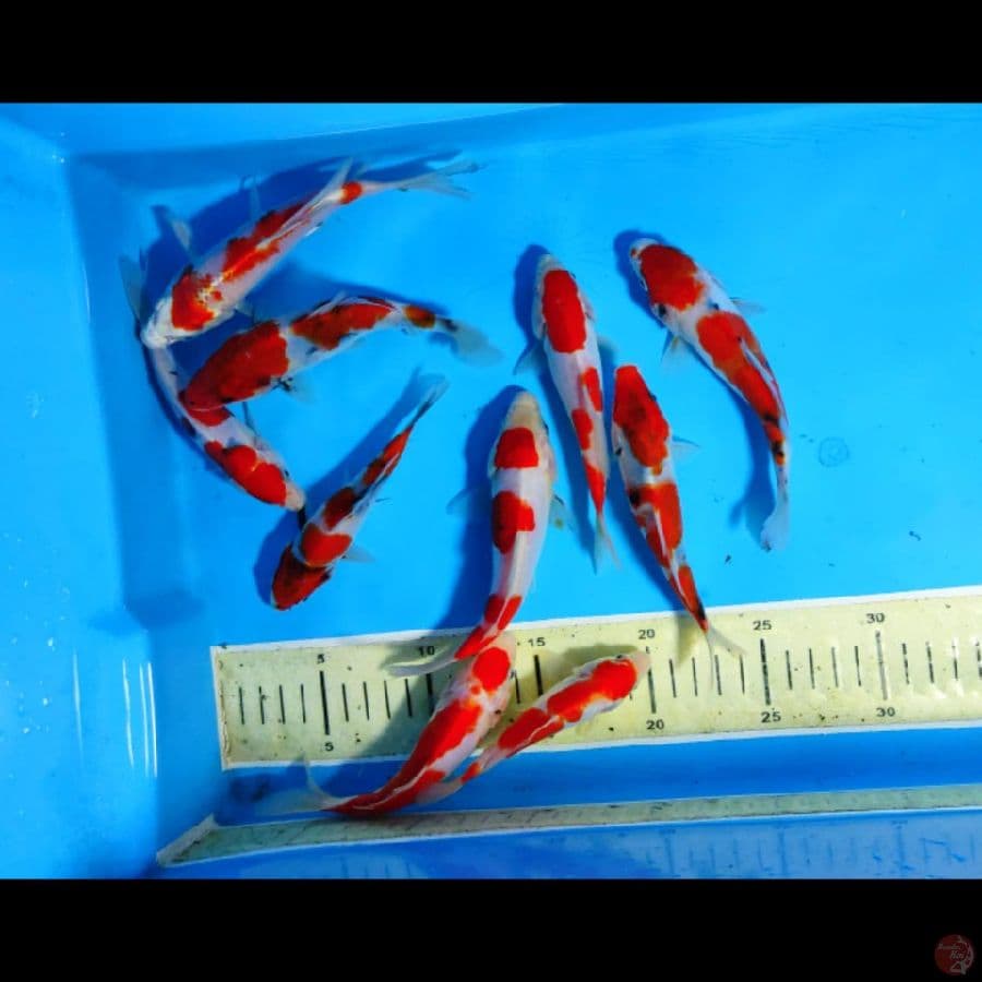 PAKET 10EKOR SHOWA,DOITSU KOHAKU 12CM-17CM