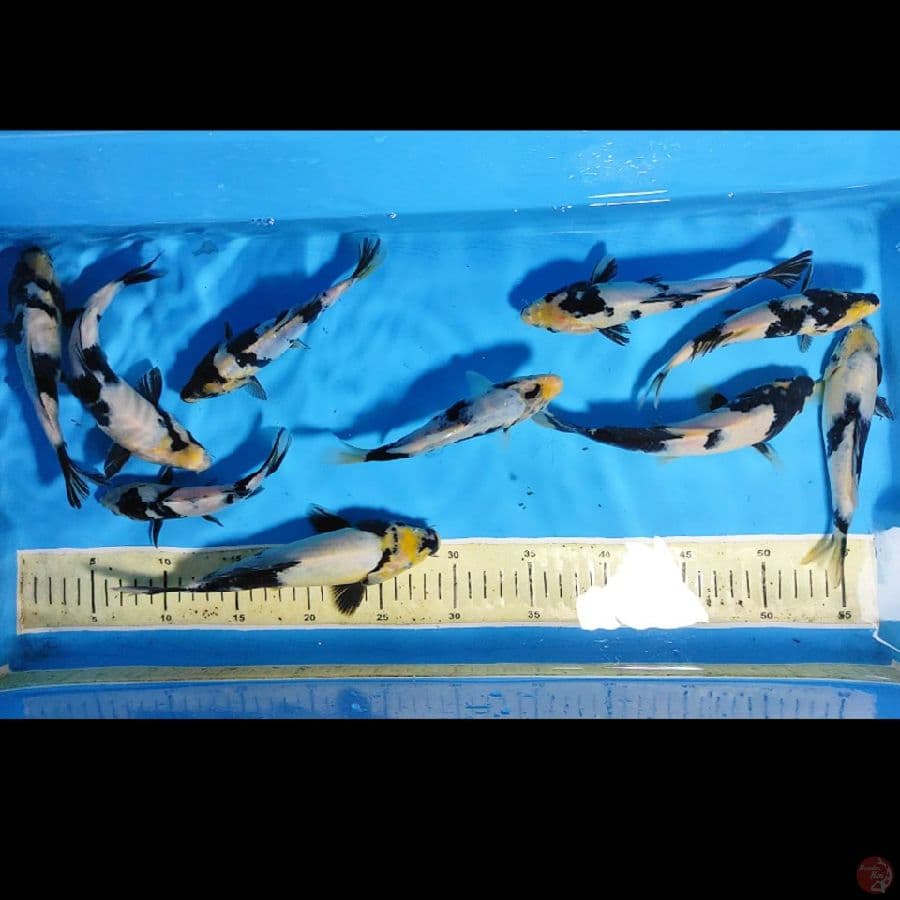 PAKET 10EKOR SHIRO UTSURI 15CM-20CM