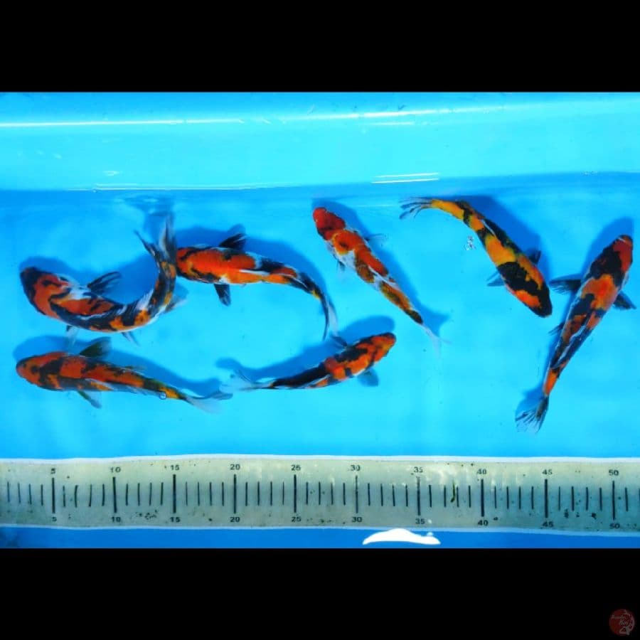 PAKET 7EKOR SHOWA 17CM-20CM