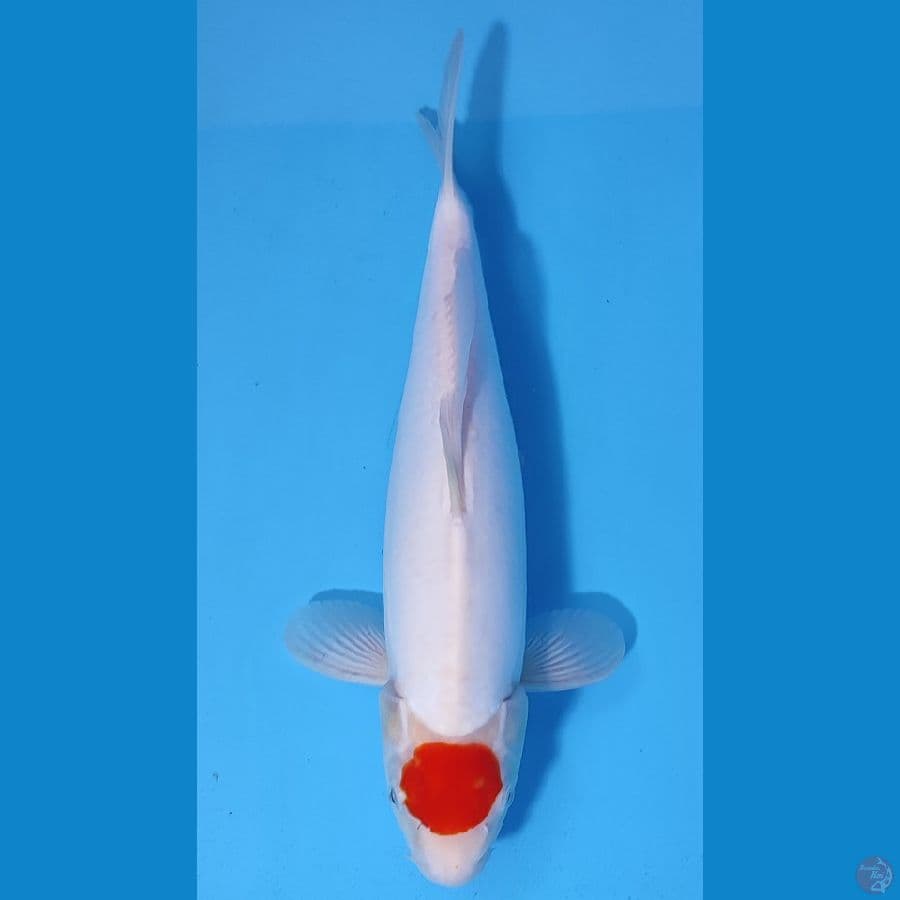 TANCO KOHAKU DOITSU ORIGINAL ~38cm/Feemale~