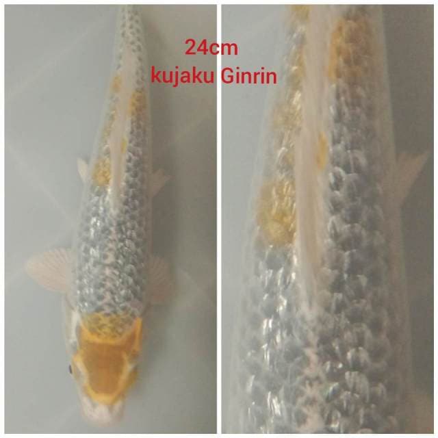 Kujaku ginrin 24cm