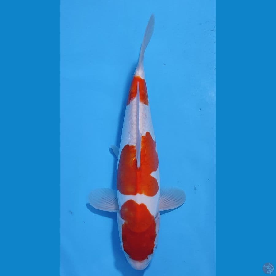 KOHAKU DOITSU MURNI ~35cm/Feemale~