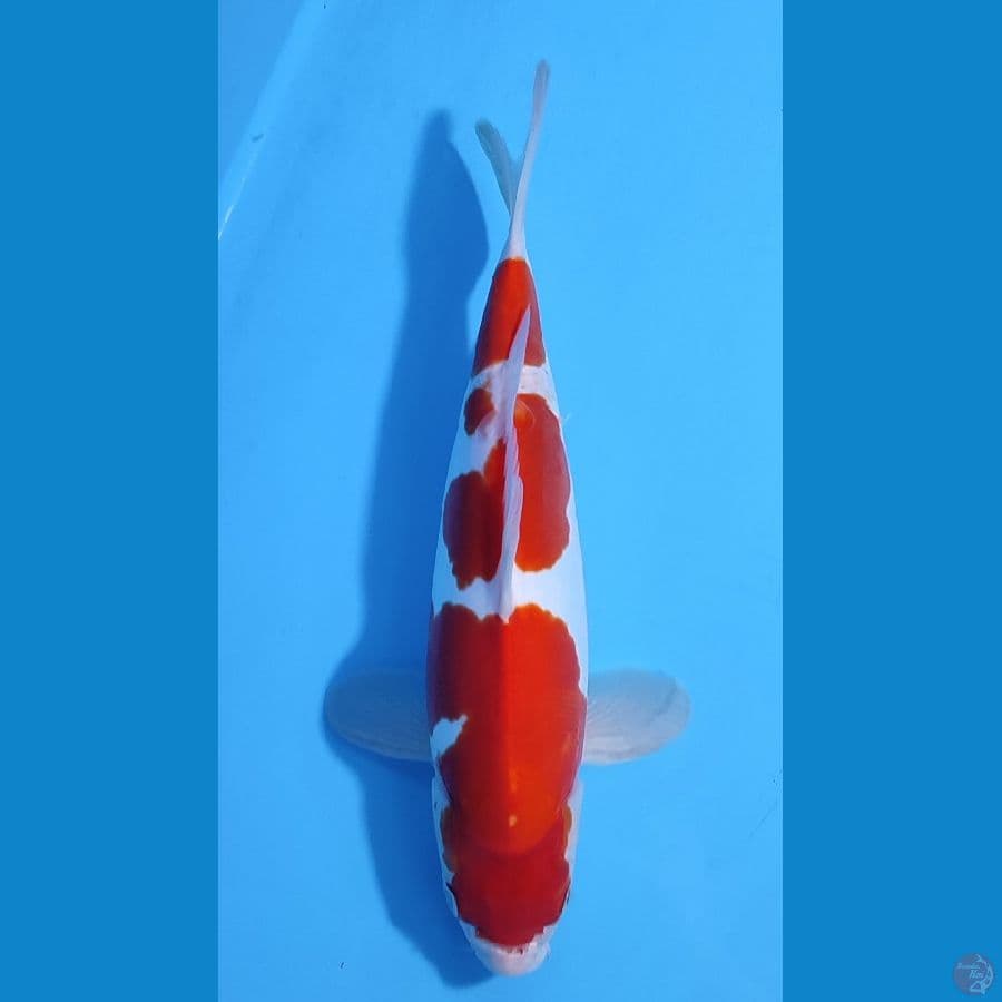 KOHAKU DOITSU MURNI BAHAN BAGUS ~34cm/Feemale~