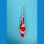 M26 kohaku maruten