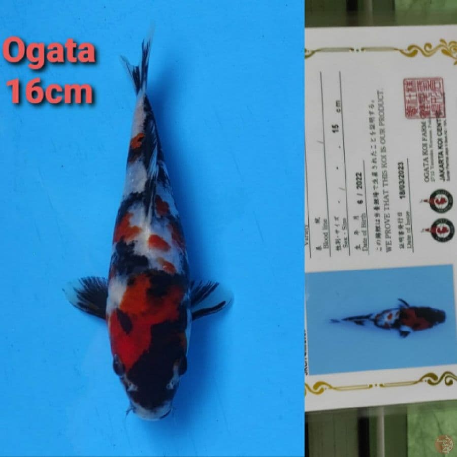 OGATA SHOWA 16CM SERTI
