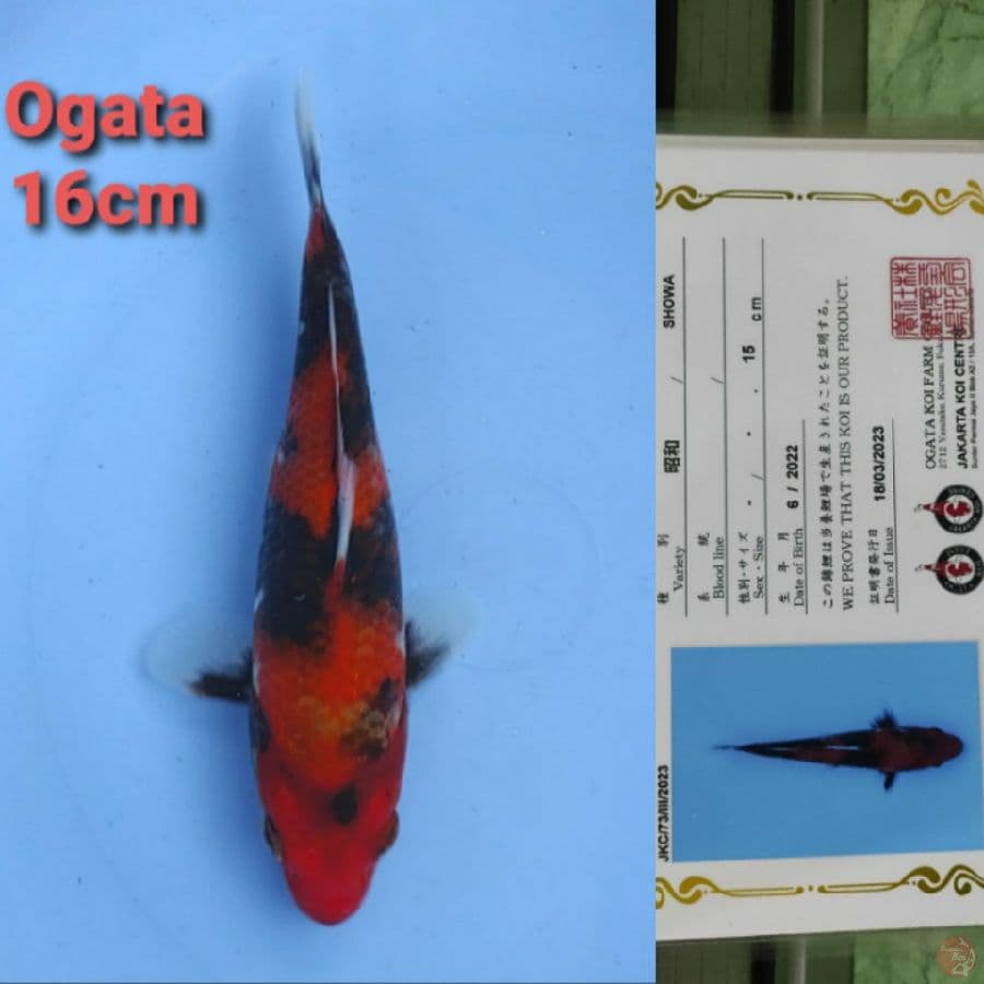 OGATA SHOWA 16CM SERTI