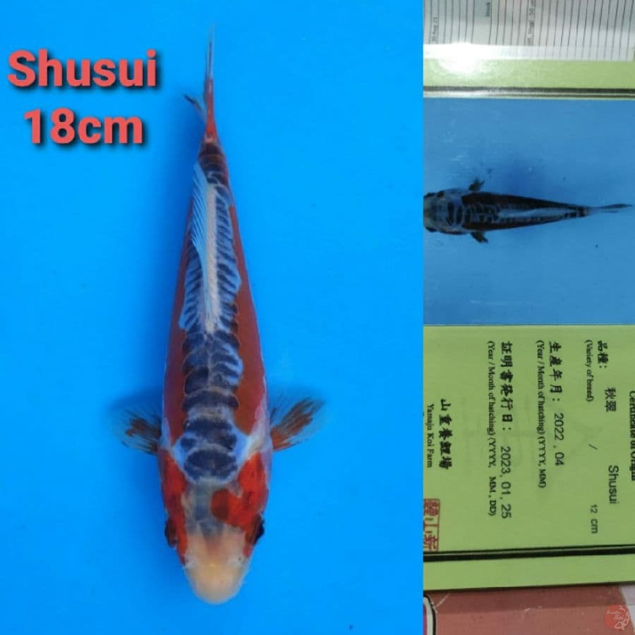 YAMAJYU SHUSUI 18CM SERTI