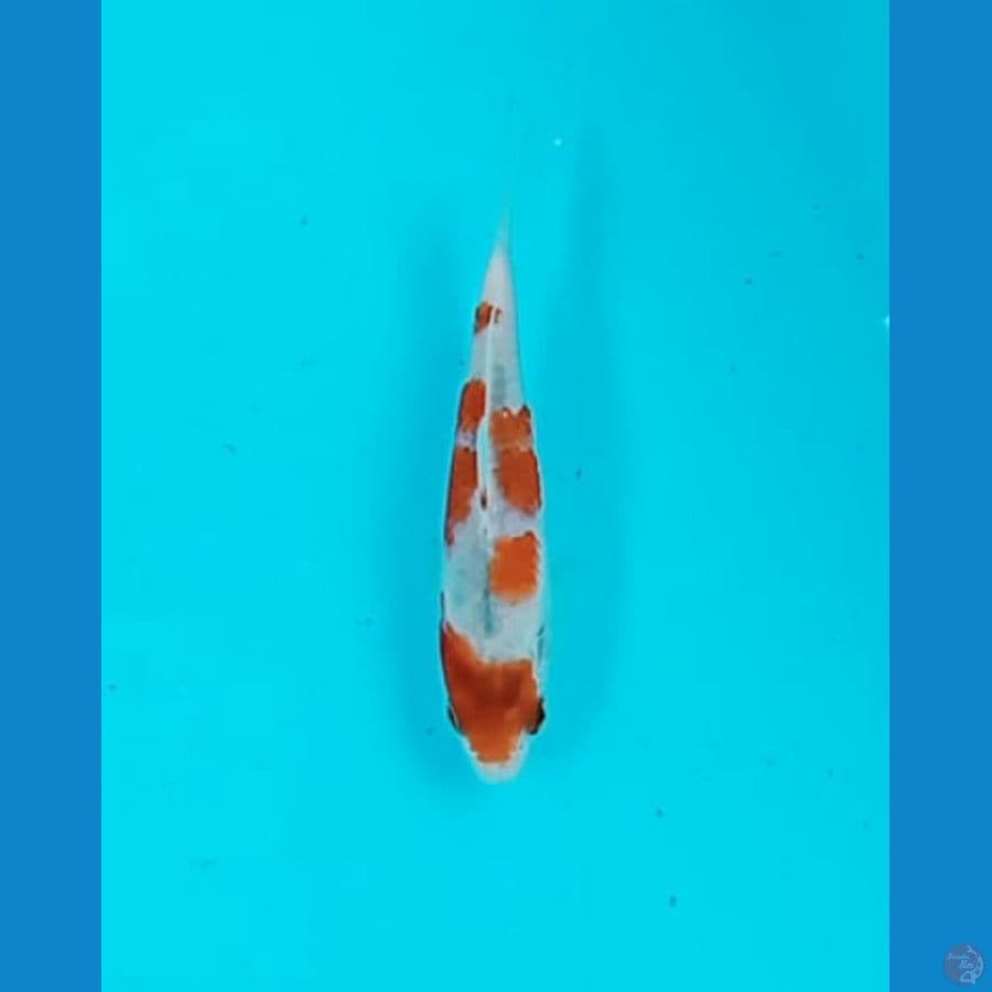 Goshiki 14 cm