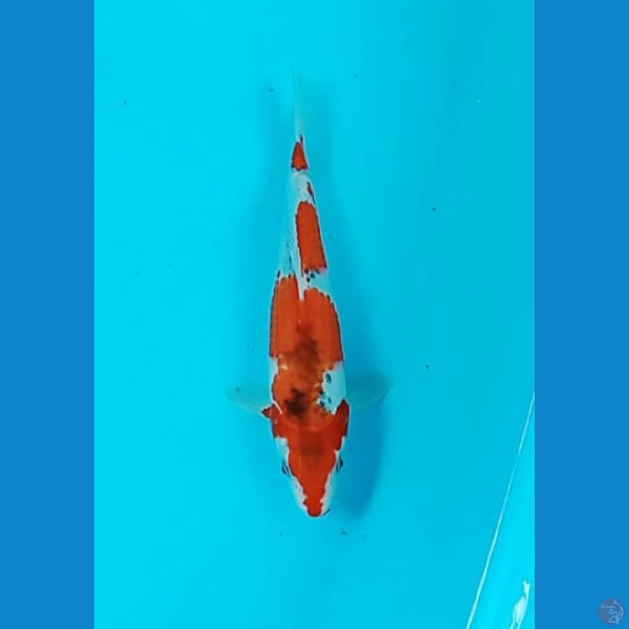 Goshiki 23 cm