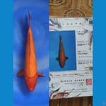 Benigoi 36cm M Sakai FF