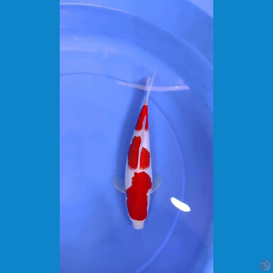 27cm beni halus