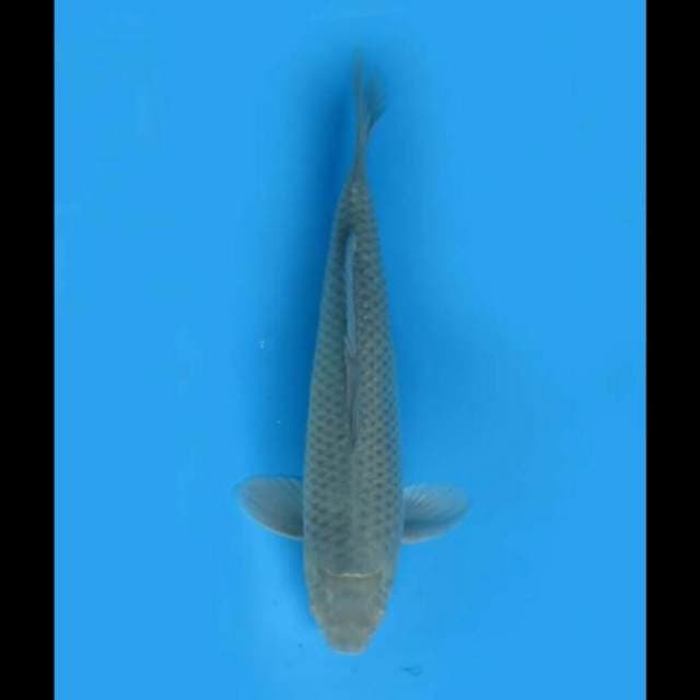 37cm Male - Soragoi Bersih Idaman 
