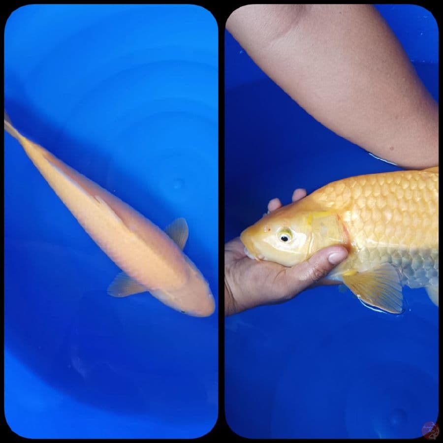 Karashi Lemon 47cm Betina