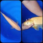 Karashi Lemon 47cm Betina