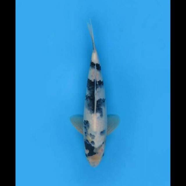 27cm Male - Shiro Bersih Tategoi