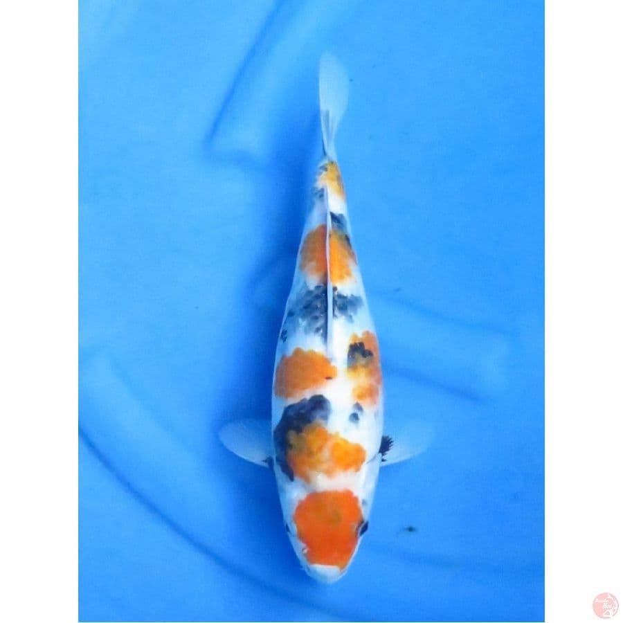 Ki Showa Bulky ,35cm