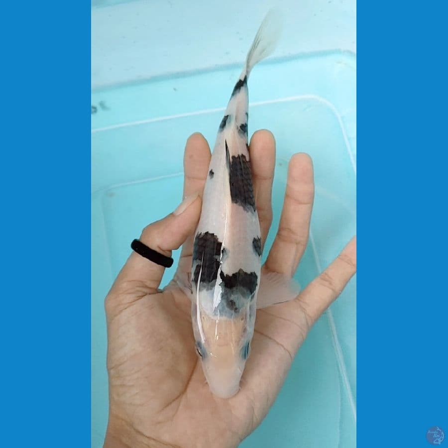 shiro putih susu 21 cm