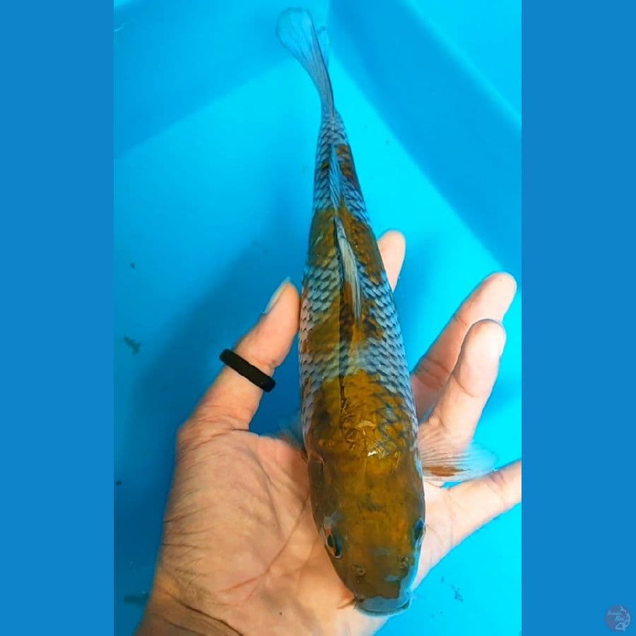 ochiba 18 cm