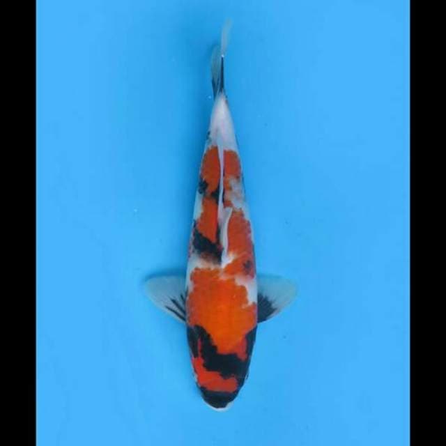30cm Female - Hq Showa Tategoi 