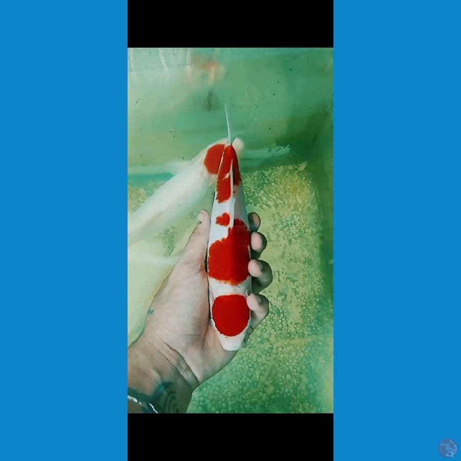 kohaku 23cm Male