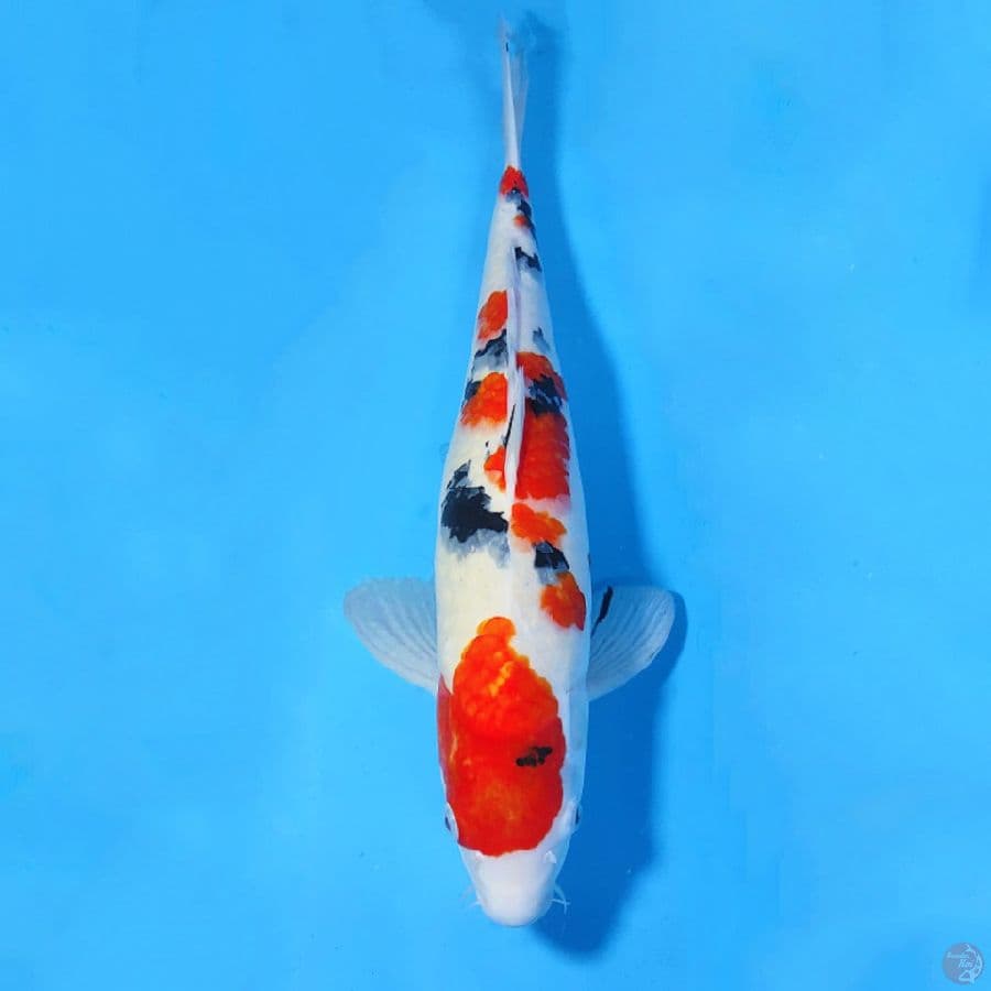 50CM SANKE JUMBO CALON INDUK FEMALE