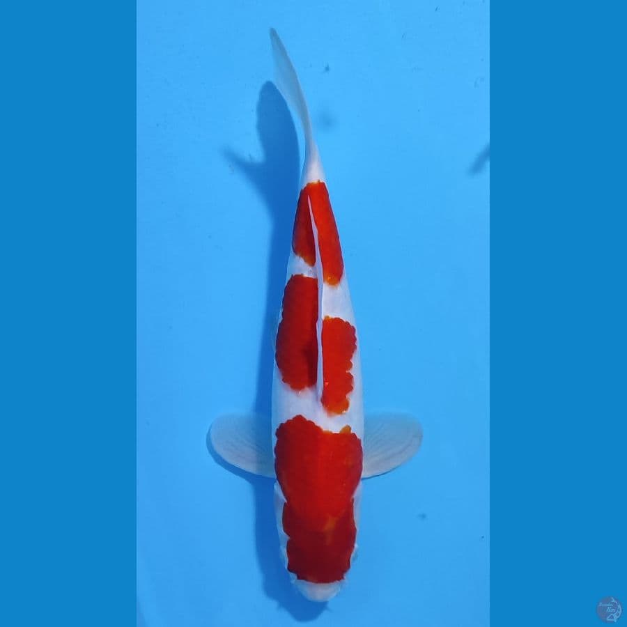 KOHAKU HQ MERAH STRONG ~30cm/Male~